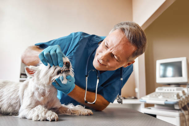 Best Emergency Dental Care for Broken or Chipped Teeth in Princeton, WV